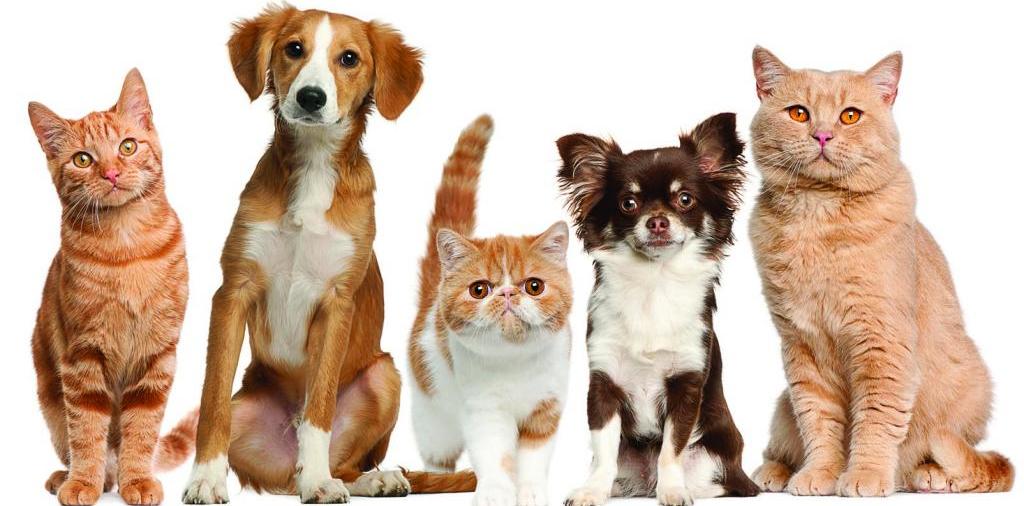 Доска объявлений о животных | ЗооТом - продажа, вязка и услуги для животных в Моздоке