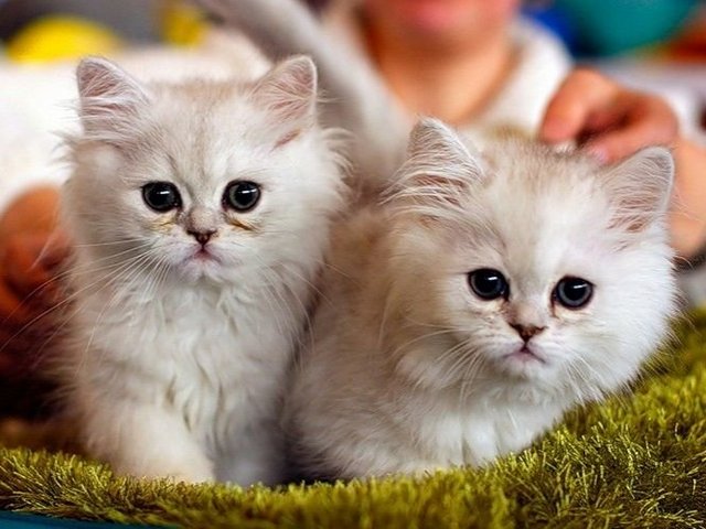 Породы кошек в Моздоке | ЗооТом портал о животных