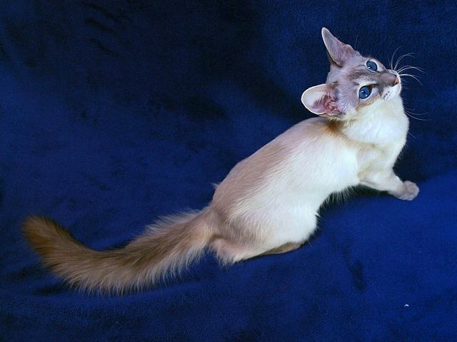 Выведенные породы кошек в Моздоке | ЗооТом портал о животных
