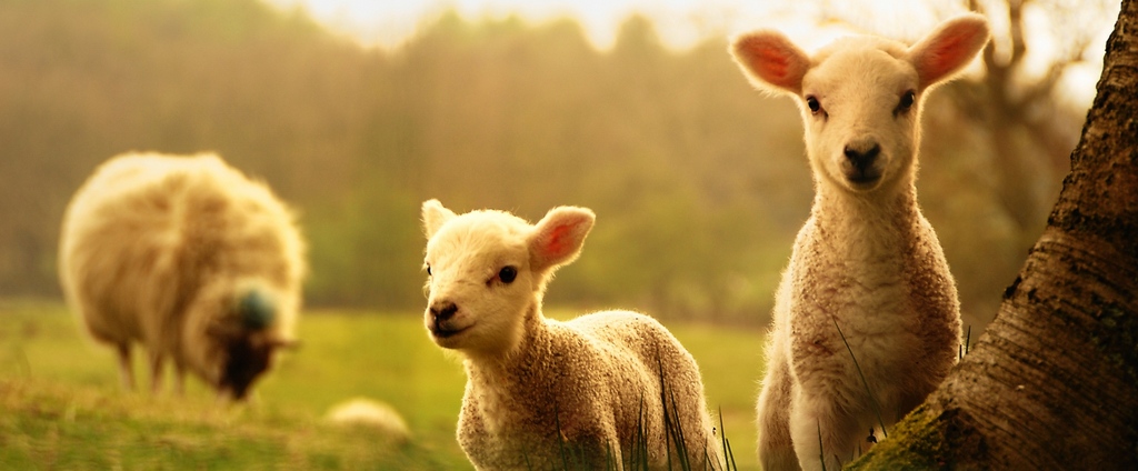 Объявления о сельскохозяйственных животных | ЗооТом - продажа, вязка и услуги для животных в Моздоке