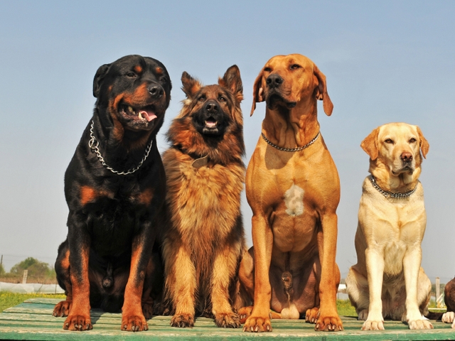 Крупные породы собак в Моздоке | ЗооТом портал о животных