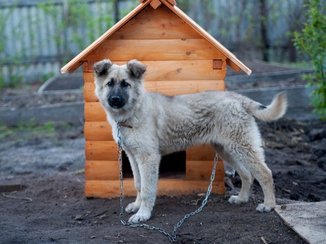 Все о собаках в Моздоке